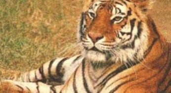 8 Aadam Khor Sher By Qamar Naqvi